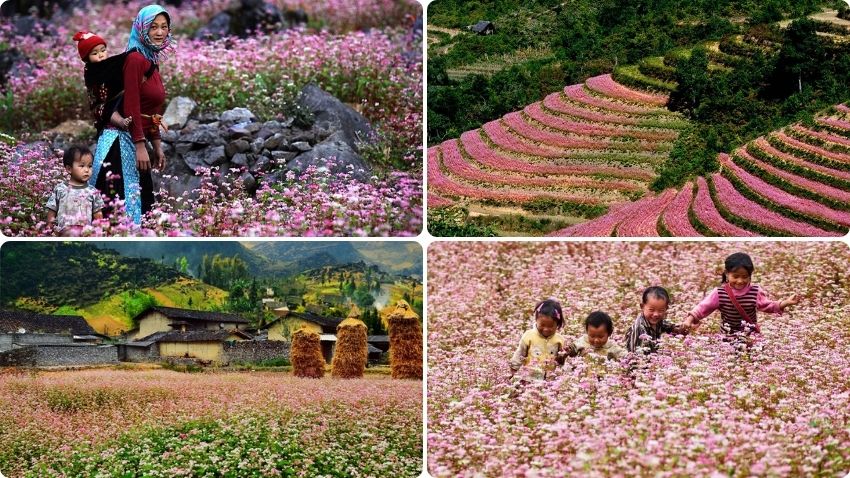 stagione-dei-fiori-grano-saraceno-Ha-Giang